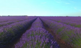 薰衣草视频,探寻紫色花海的浪漫与神秘